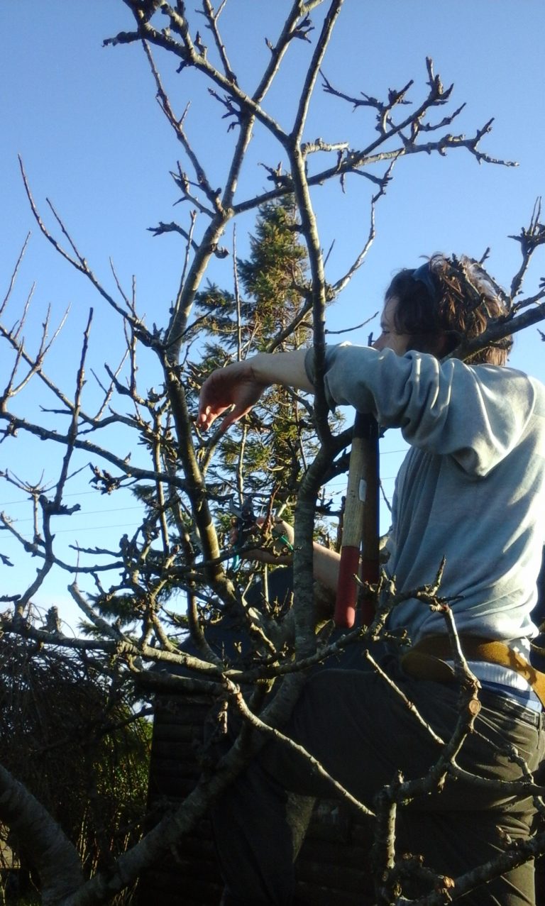 permaculture pruning