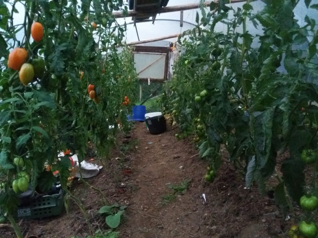 Hot Compost tomatoes Ireland