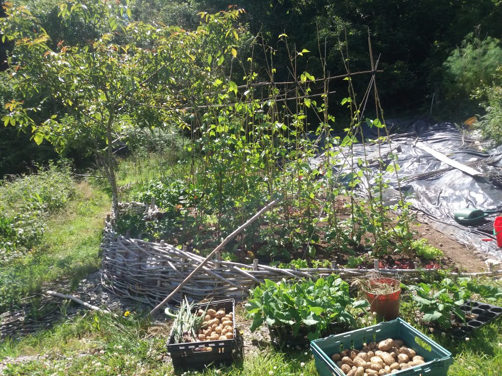 Hazel woven retaining wall in permaculture course Ireland