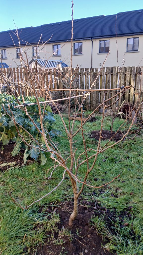 Pruning apple tree in Kerry