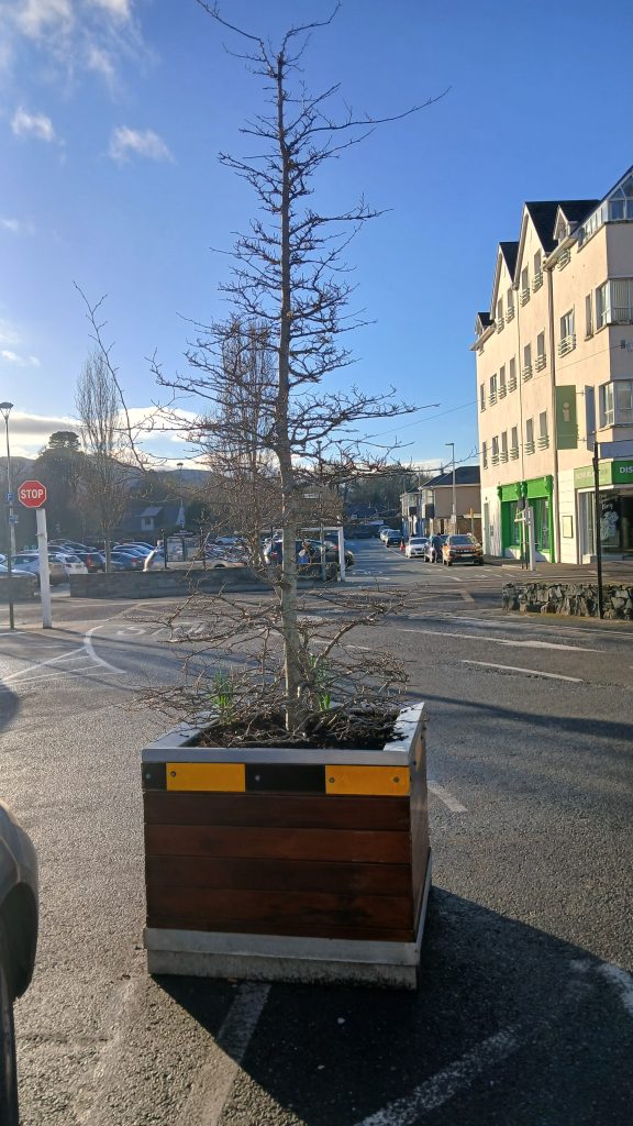 Central leader ornamental pear tree