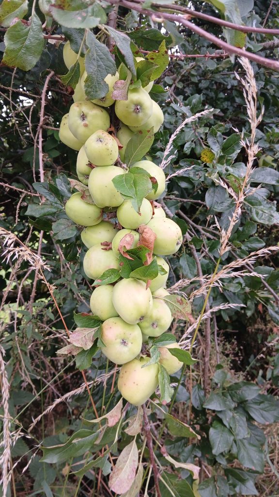 Dripping with apples