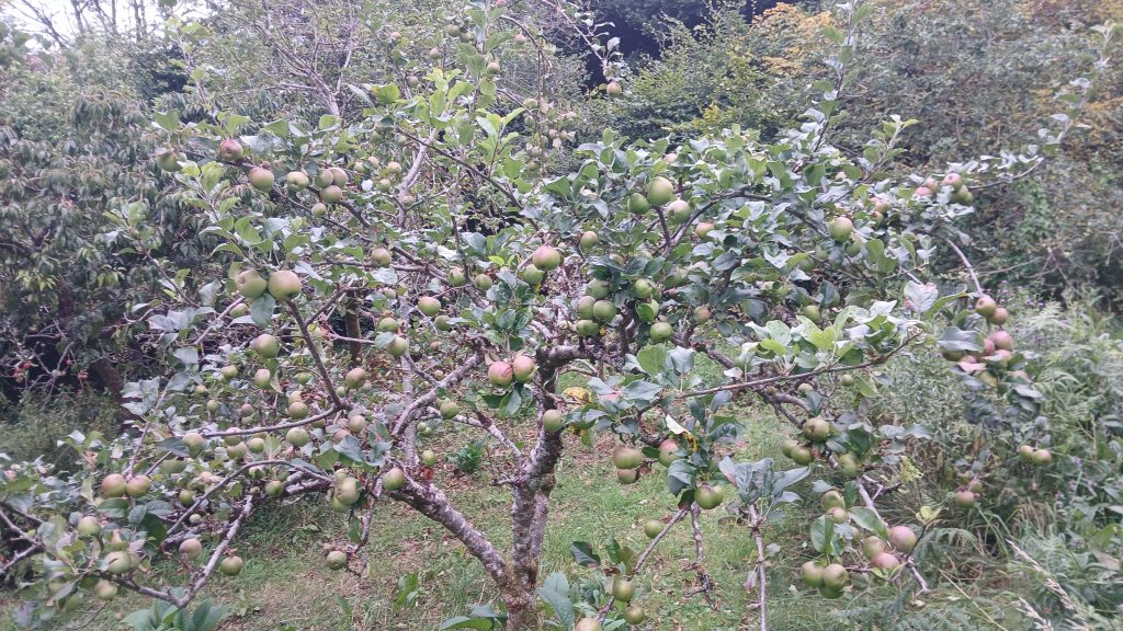 Howgate Wonder apple tree