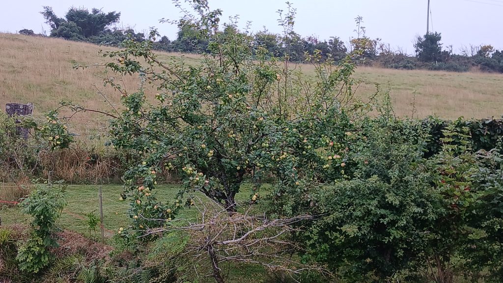 Garyhesta tree covered in apples