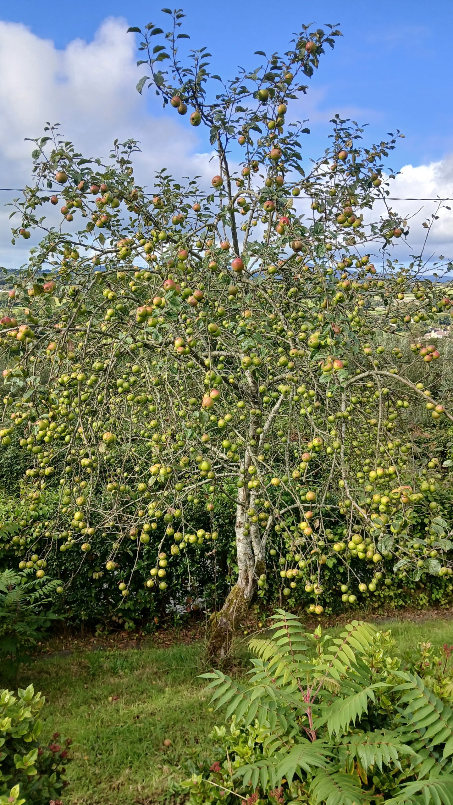 Dabinett apple tree