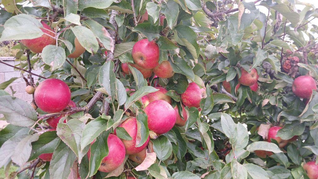 Rosy red apples