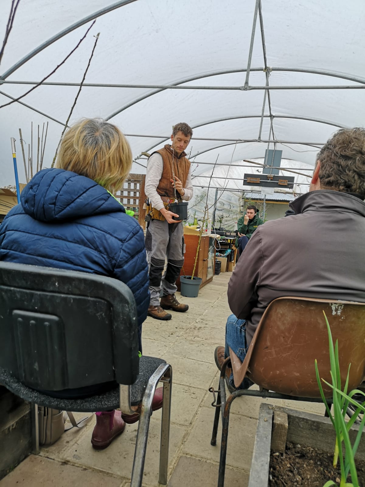 A grafted fruit tree
