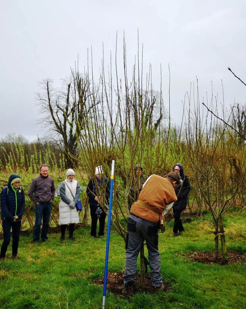 Pruning an apple tree with multiple competing leaders