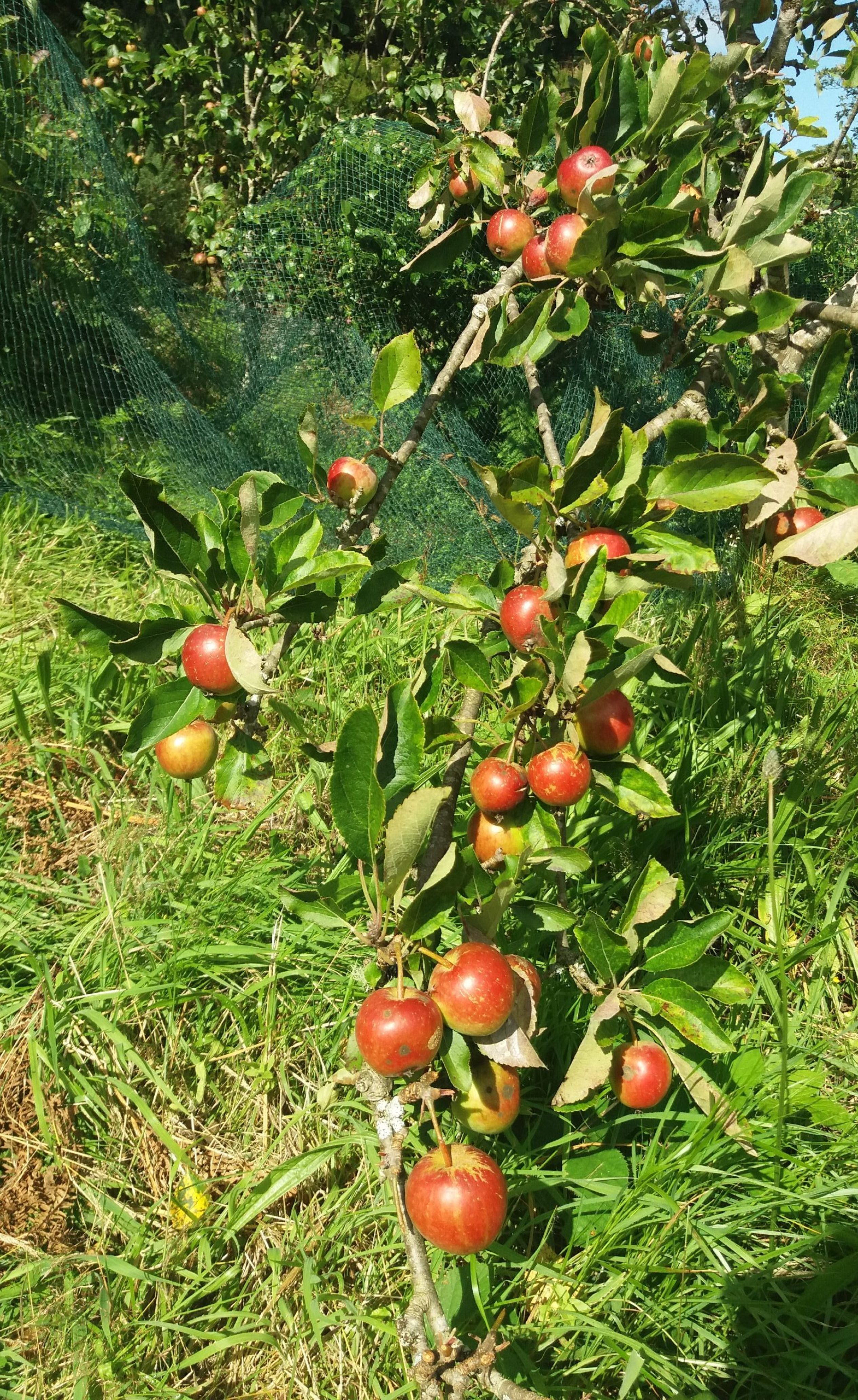 sun apple permaculture orchard